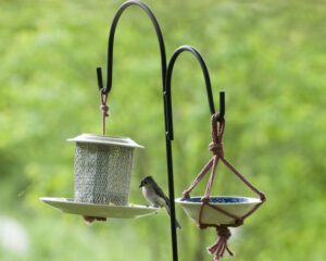DIY bird feeders are wallet-friendly and summer fun for the whole family
